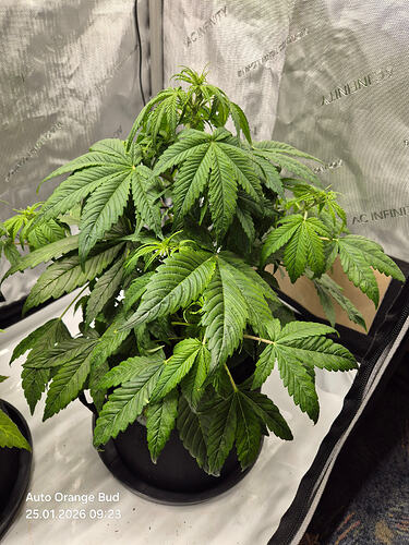 Eine gesunde Cannabis-Pflanze in einem Growzelt, aufgenommen am 25.01.2026.
