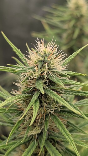 Growreport Bild 13