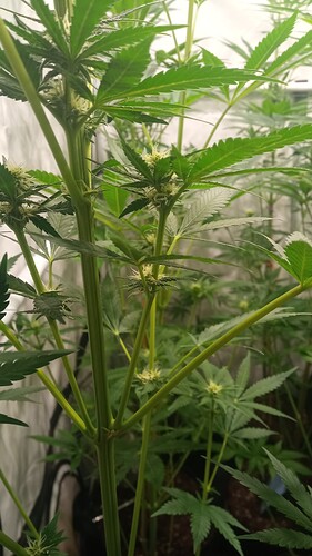 Growreport Bild 54