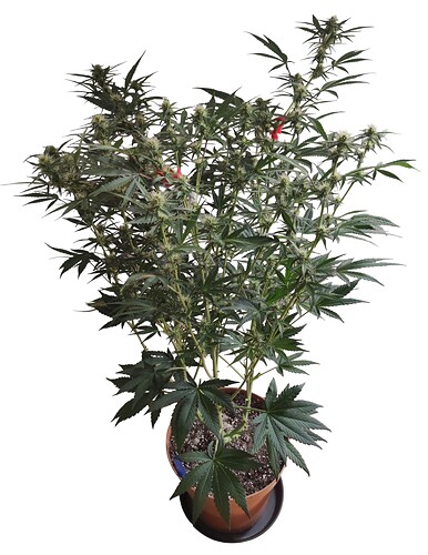 Growreport Bild 6