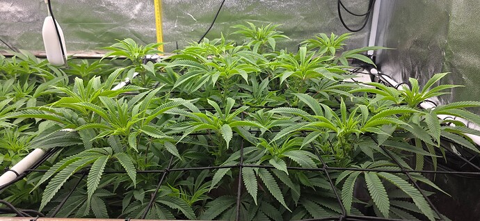Growreport Bild 15