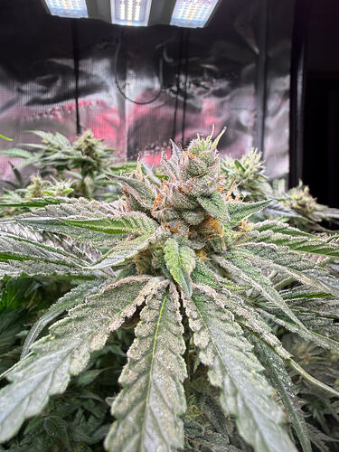 Growreport Bild 21
