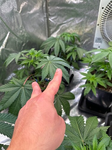 Growreport Bild 36