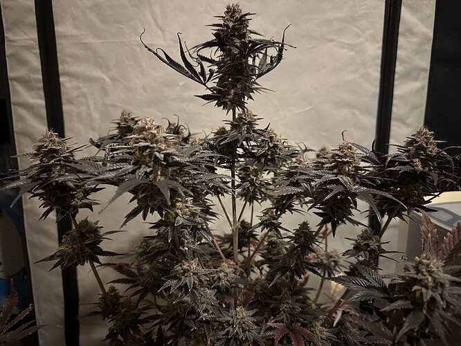 Growreport Bild 1