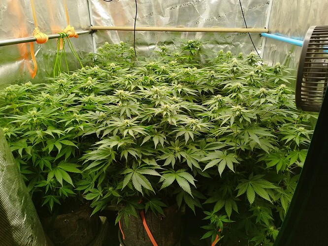 Growreport Bild 4
