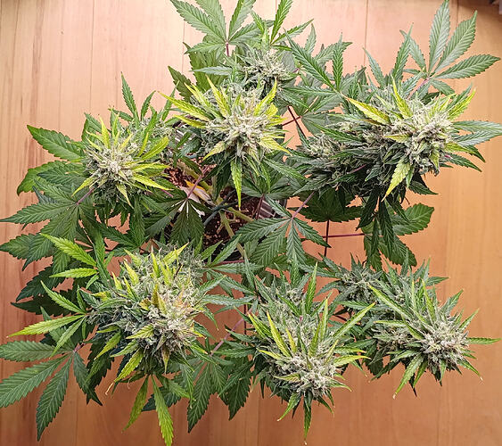 Growreport Bild 25