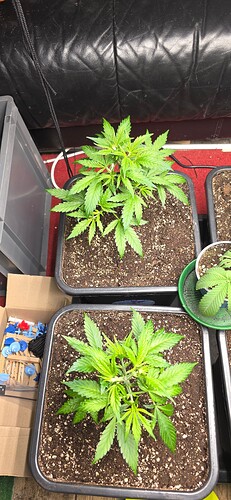 Growreport Bild 34