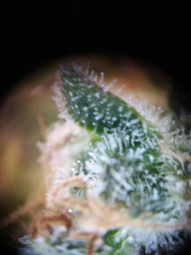 Growreport Bild 15