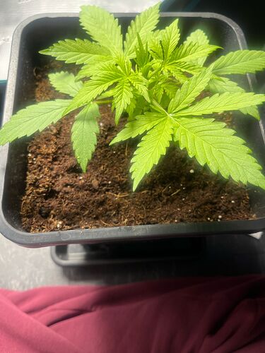Growreport Bild 3