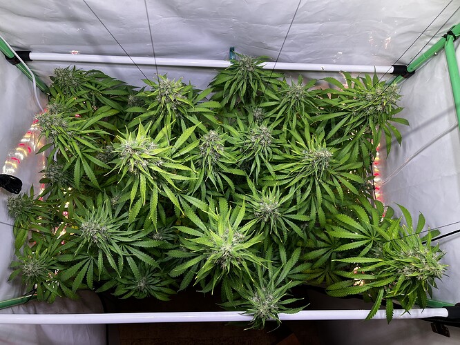 Growreport Bild 3