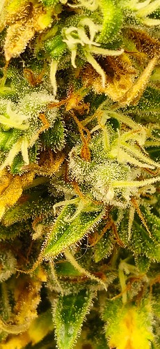 Growreport Bild 29