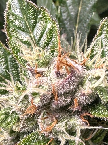 Growreport Bild 9