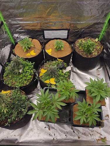 Growreport Bild 6