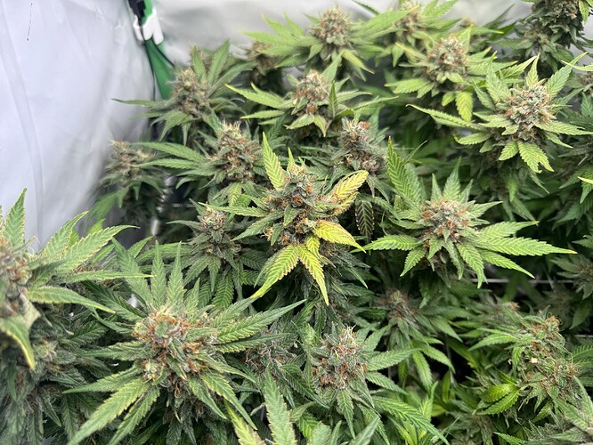 Growreport Bild 2