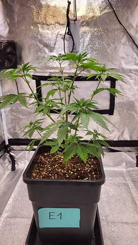 Growreport Bild 4