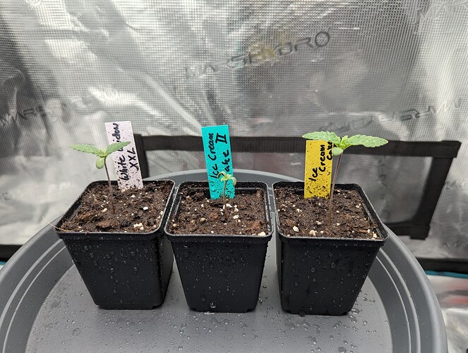 PXL_20250513_074008240