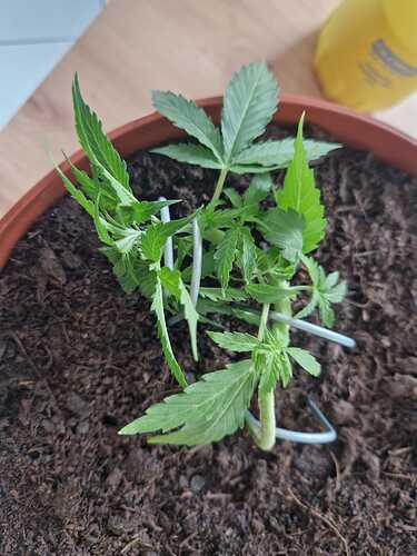 WhatsApp Image 2024-05-24 at 16.08.14