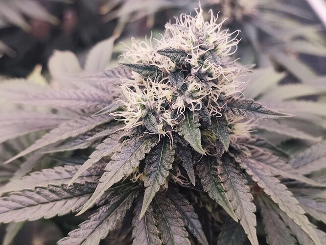 Growreport Bild 27