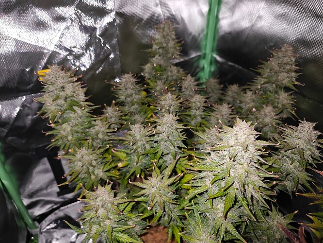 Growreport Bild 15