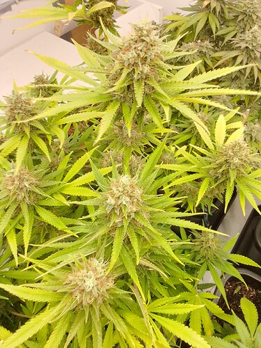 Growreport Bild 2
