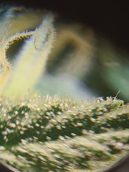 Growreport Bild 7