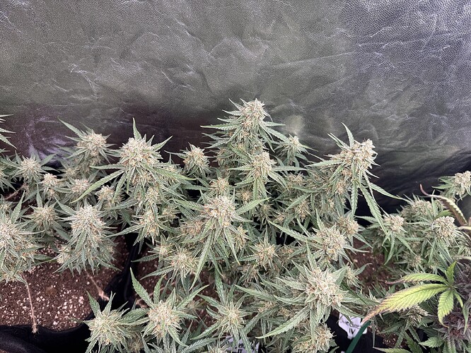 Growreport Bild 2