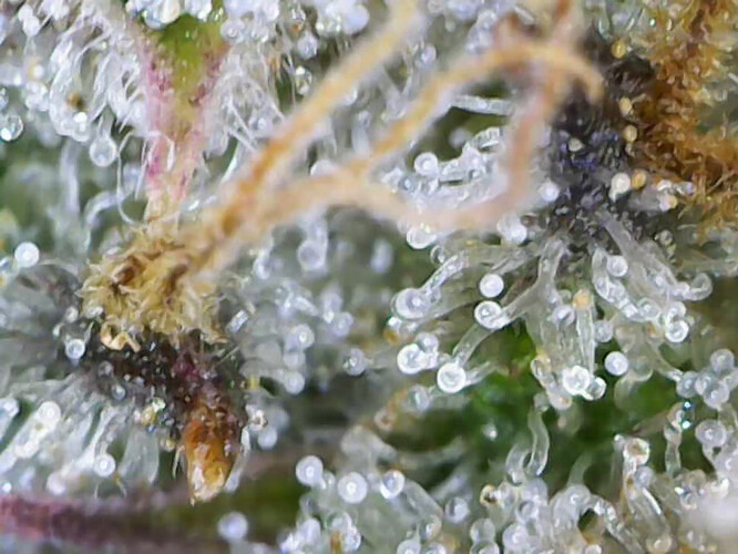 cap_Video_2025-02-26 11_21_58_679_00_00_27_03