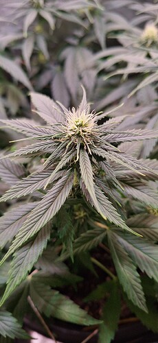 Growreport Bild 7