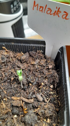 Growreport Bild 6