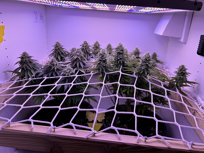 Mehrere blühende Cannabis-Pflanzen in einem Grow-Schrank unter LED-Beleuchtung, fixiert mit einem Scrog-Netz.