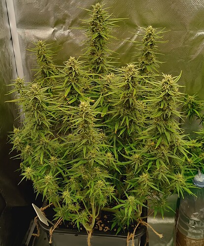 sb1