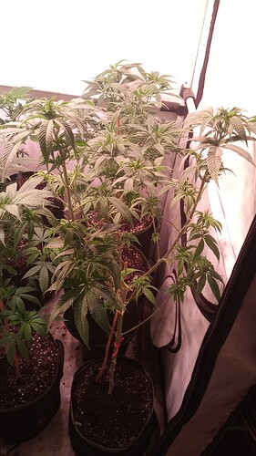 Growreport Bild 2