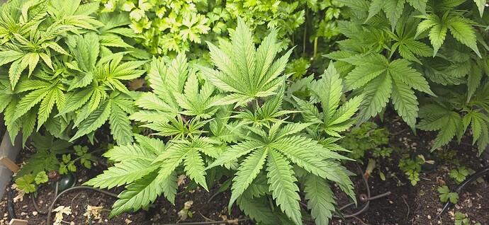 Growreport Bild 2