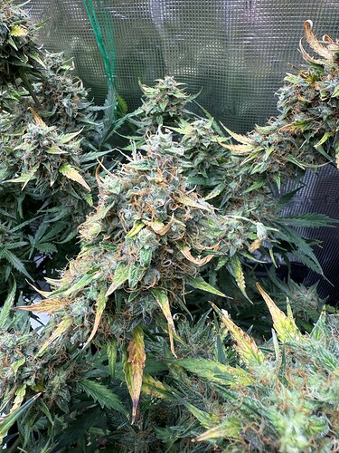 Growreport Bild 35
