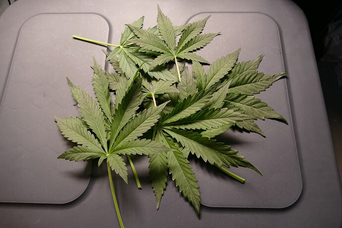 Growreport Bild 9