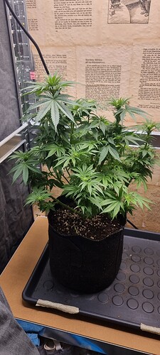 Growreport Bild 5