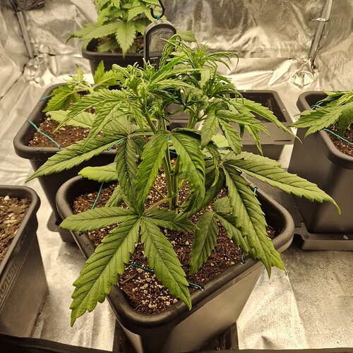 Growreport Bild 5