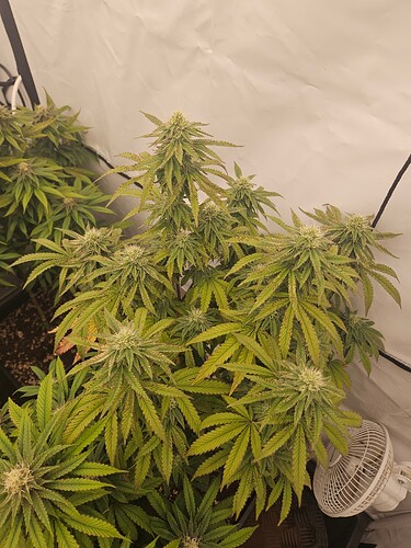 Growreport Bild 9