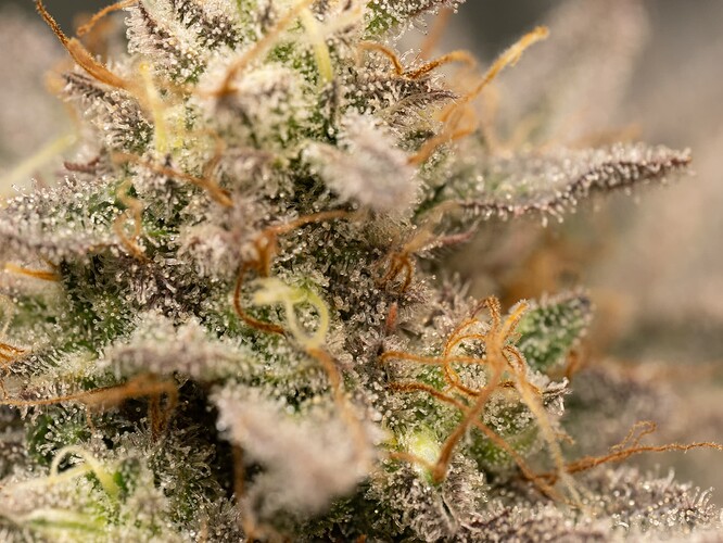 Growreport Bild 2