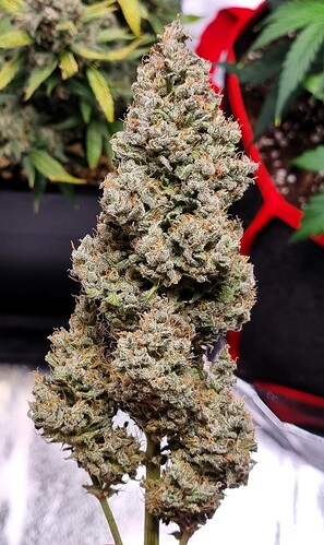 Growreport Bild 16