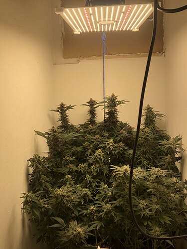 Growreport Bild 1