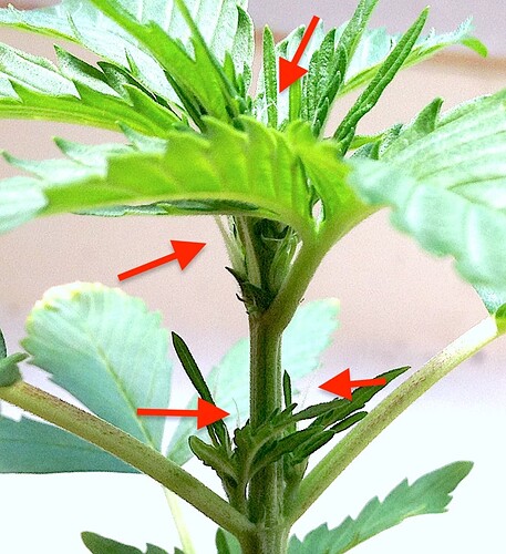 Grow25_0520_MZA_Vorbluete