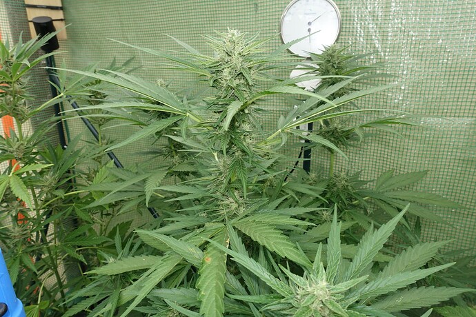 Growreport Bild 3