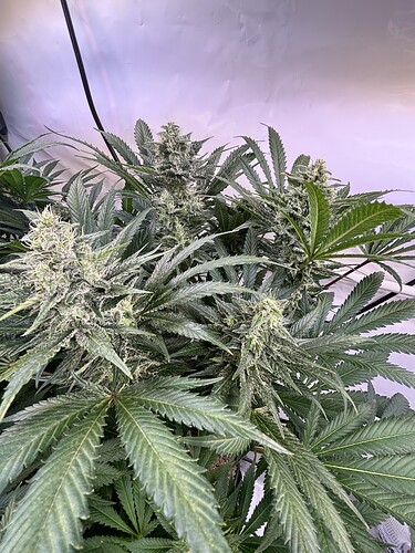 Growreport Bild 5