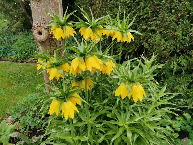 Garten (20)