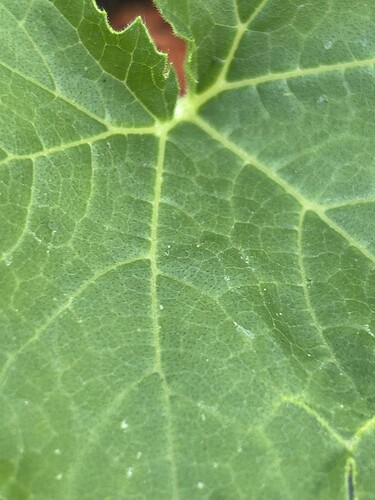 Growreport Bild 25
