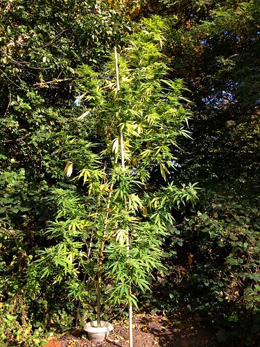 Grow25_1018_MexicanErnte_01