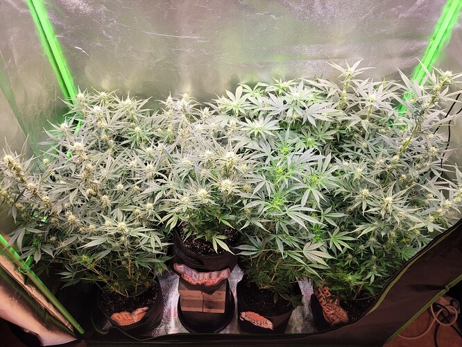 Growreport Bild 13