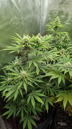 Eine blühende Cannabispflanze in einem Zelt, mit mehreren Blütenständen und breiten Blättern.