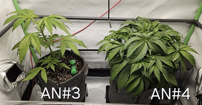 Growreport Bild 4